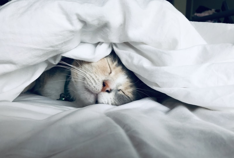 自闭症与睡眠:为什么你的孩子晚上睡不着?